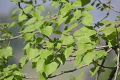 Populus ciliata